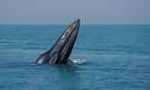Une baleine de Bryde. © Xinhua, REX, Shutterstock