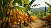 Quel est l'impact du glyphoste sur la biodiversité où il est majoritairement utilisé dans les plantation de bananes en Martinique ? Une étude réponde à cette question. © AA, Adobe Stock