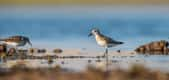 Ici, un bécasseau minute, qui bénéficie d'une protection totale sur le territoire français. © selim, Adobe Stock