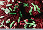 Les bactéries intestinales, comme Clostridium difficile, contribuent au bon fonctionnement du système immunitaire. © Med. Mic. Sciences Cardiff, Wellcome Images, cc by nc nd 4.0
