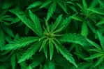 Le cannabis, ou marijuana, provient de la plante&nbsp;Cannabis sativa. Certains usages thérapeutiques sont avérés, d'autres&nbsp;à l’étude. © tainar, Fotolia