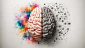 Existe-t-il une différence entre le cerveau d'un homme et celui d'une femme ? © Who is Danny, Adobe Stock