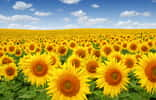 Tous les tournesols ne suivent pas le soleil, il ne s'agit que des jeunes plants. © Alekss, Adobe Stock