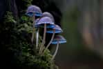 Une nouvelle étude révèle de nouvelles capacités insoupçonnées des champignons ! © Karim, Adobe Stock