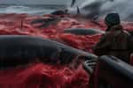 Le Japon part à la chasse à la baleine avec le Kangei Maru (image générée à l'aide de l'IA). © bennymarty, Adobe Stock