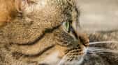 C’est la première fois qu’un chat transmet un virus de la grippe aviaire à un humain. © acandraja, Pixabay