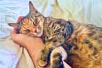 Pourquoi les chats ronronnent-ils ? La réponse se cache peut-être dans leurs gènes. © Kiara Bloom, iStock