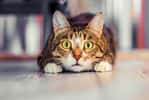 Et si un chat transportait dans sa fourrure les preuves d'un crime commis ? En effet, son pelage conserve les traces d'ADN humain. © Нина Дроздова, Adobe Stock