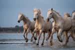 Les chevaux de Camargue sont aussi bien appréciés pour les randonnées équestres que pour les compétitions sportives. © erika, fotolia