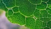 Les chloroplastes sont le lieu de la photosynthèse des végétaux. © vanAmsen, Adobe Stock