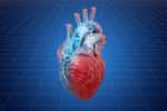 Des chercheurs américains ont réussi à imprimer des parties fonctionnelles du cœur. © alexlmx, Fotolia