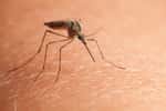 Éloigner les moustiques fait partie des préoccupations de la période estivale. © abet, fotolia