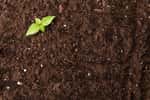 Le compost fécal permet d'enrichir la terre en carbone. © fotofabrika, Adobe Stock