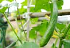 Concombre sur un treillis en bois. © 家庭菜園で育つ無農薬のきゅう, Adobe Stock
