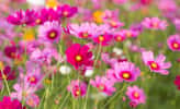 Cosmos bipinnatus, de grandes fleurs hautes en couleur. © littlestocker, Adobe Stock