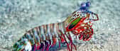 Une crevette-mante se promène dans les fonds. © Dorographie, Adobe Stock   