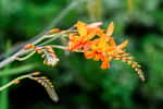 Crocosmia. © Xaver Klaussner, AdobeStock