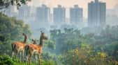 Les humains vont accroître leur pression sur le monde sauvage. © Sergei, Adobe Stock