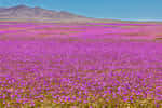 Le désert d'Atacama recouvert de fleurs violettes grâce aux pluies des derniers mois et à la présence du brouillard fréquent. © abriendomundo, Adobe Stock