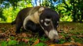 Le Coati à nez blanc, de la taille d’un très gros chat.Vivant principalement en Amérique centrale, le Coati à nez blanc (Nasua narica)est un petit mammifère diurne et omnivore, de la famille des ratons laveurs (les Procyonidés). Il a la taille d’un gros chat, d’un poids oscillant entre 3,7 et 7 kg, un masque facial blanc sur les yeux et un long museau qui lui sert à fouiller le sol à la recherche d’insecte. Les femelles vivent en groupe, avec leur progéniture, tandis que les mâles sont plutôt solitaires. Le coati dort en hauteur dans les arbres ; aussi agile qu’un écureuil, c’est un bon grimpeur curieux et intelligent qui se laisse approcher mais il est roublard et gourmand, Niklas Weber en a fait les frais alors qu’il guettait les colibris : « Une famille de coati est soudainement passée, ce petit gars était super méchant et a volé ma banane. » Il est souvent repéré aux abords des habitations, fouillant les poubelles.Niklas Weber © tous droits réservés