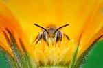 Cette abeille sauvage, appelée osmie cormue, ou Osmia cornuta, est présente dans toute l'Europe. À part les pays nordiques, elle fait partie des nombreuses espèces d'abeilles solitaires. Elle tire son nom de ces deux « cornes » que la femelle arbore sur le clypeus (front). Mais aussi de son mode de vie : l'osmie cornue ne vit pas en colonie. Si l'on ne trouve plus ces insectes près des zones d'agriculture intensive, donc peu dans le milieu rural, on peut néanmoins en observer dans des zones urbaines, notamment dans les jardins, près des potagers. Elles apprécient aussi beaucoup les arbres à insectes ! Elles effectuent durant une journée entre 70 et 100 voyages de butinage, pour un total de quatorze heures par jour ! D'une longévité de dix jours pour le mâle, ou six semaines pour la femelle, les osmies cornues passent la majorité de leur vie à assurer leur descendance, donc à pondre. © Pierre Anquet, tous droits réservés 