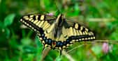 En Europe, le Machaon est un des papillons les plus courants. La couleur jaune et les dessins noirs de ses magnifiques ailes le rendent facilement reconnaissable dans les jardins. Pourtant, il ne les utilise que très peu, préférant planer en se laissant porter par le vent. © Congerdesign, Pixabay, DP