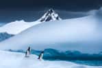 Un manchot papou et un manchot à jugulaire ont visiblement repéré quelque chose, quelque part dans l'immensité blanche de l'Antarctique. © Marco Grassi, tous droits réservés