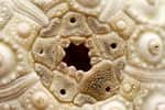 Le test calcaire des oursins est composé de plaques, comme celles visibles sur cette photographie qui entourent l'anus et portent les pores génitaux. © Nina Matthews from Australia, Wikimedia Commons,&nbsp;CC by-sa&nbsp;2.0