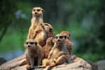 Les suricates sont de petits mammifères vivant dans les déserts et savanes d'Afrique australe. Connus pour leur posture debout, ils montent souvent la garde en groupe pour surveiller les prédateurs, assurant ainsi la sécurité de leur clan. Ils vivent en colonies organisées et utilisent des tunnels souterrains pour se protéger de la chaleur et des dangers. Les suricates se nourrissent principalement d’insectes, mais aussi de petits animaux et de plantes. Leur mode de vie communautaire et leur capacité à coopérer font d’eux une espèce fascinante et très sociale.© Barni1, Pixabay DP