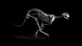 Guépard. Guépard, Acynonyx jubatus, Afrique subsaharienne, Moyen-Orient (h. ép. 70 cm) coll. MNHN. Le squelette du guépard révèle un ensemble d’adaptations à la course. Les membres postérieurs sont formés de trois segments de même longueur (correspondant à la cuisse, à la jambe et au pied), ce qui permet d’augmenter la poussée du pied par une extension de grande ampleur. La souplesse de la colonne vertébrale et l’élasticité des ligaments lui permettent d’emmagasiner l’énergie lors de la flexion, pour la restituer lors de l’extension du corps. La course est aussi facilitée par la petite taille de la tête (en comparaison de celle d’un lion, par exemple).Tous droits réservés. Photo issue du livre Évolution. Préface : Jean-Pierre Gasc. Textes : Jean-Baptiste de Panafieu. Photographies : Patrick Gries. © Éditions Xavier Barral, Muséum national d'Histoire naturelle 