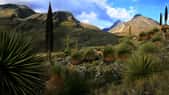 Puya raimondii, ou « kitanga », en langue quechua, connu comme « la Reine des Andes », est en danger de disparition. On ne trouve le végétal que sur les hauts plateaux de la cordillère, dans le nord du Chili, en Bolivie et au Pérou. Il est remarquable par la taille démesurée de ses inflorescences qui fait éclore des milliers de fleurs, et qui contient près de 6 millions de graines. La broméliacée atteint sa maturité reproductive vers 40 ans. Elle attire de nombreux insectes et un colibri géant (Patagona gigas) qui se régale du nectar de ses fleurs. © Cyril Ruoso, tous droits réservés, reproduction interdite