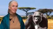 Jane Goodall est une primatologue, éthologue et anthropologiste britannique. Elle a consacré sa vie à l’étude des chimpanzés et publié de nombreux travaux qui ont transformé la vision que les Hommes se font des primates et des animaux en général. Dans les années 1960, en étudiant les chimpanzés du parc national Gombe, en Tanzanie, elle découvre, notamment, qu'ils savent fabriquer un outil, en l'occurrence un attrape-fourmis. Grande militante du droit des animaux, elle est messagère des Nations unies pour la paix. © Nick Stepowyj, Flickr, licence CC 2.0 ;&nbsp;Martin Pettitt, Flickr, licence CC 2.0