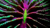 Un corail champignon capable de se déplacer. Fungia scutaria est un corail dur formé d’un seul polype et capable de se déplacer.
Tous droits réservés, Reproduction interdite.
© Guillaume Holzer,&nbsp;Coral Guardian