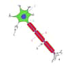 Schéma d’un neurone. On distingue la dendrite (1), l’axone (2), le nœud de Ranvier (3), l’extrémité de l’axone (4), la myéline (5), le corps cellulaire (6) et le noyau (7). La myéline protège le neurone et améliore la vitesse de progression de l’influx nerveux dans l’axone. Dans le système nerveux périphérique, elle est fabriquée par les cellules de Schwann. © NickGorton, Wikimedia Commons, cc by sa 3.0