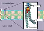 Représentation schématique d’un phospholipide à l’intérieur d’une bicouche lipidique. On aperçoit la tête hydrophile (hydrophilic head) ainsi que la queue hydrophobe (hydrophobic tail). © Ties van Brussel, Wikimedia Commons