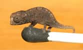 Découvert en 2007, Brookesia micra est le plus petit caméléon du monde. Il mesure entre 2,2 et 2,9 cm, et comme l'atteste la photo, peut facilement tenir sur une allumette. © Frank Glaw et al., Wikimedia Commons, cc by 2.5