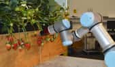 Le bras robotisé développé par l’université de l’Essex pour la cueillette des fraises. © Essex University