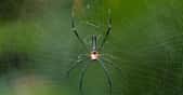 Les araignées tissent leur toile avec une soie de grande qualité. © SandFlash, CC by-nc 2.0