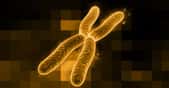 Chromosome X. © Futura-Sciences -&nbsp;CC by-nc&nbsp;2.0
