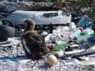 Les déchets de matières plastiques dans l'océan deviennent une source préoccupante de pollution.