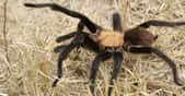 La mygale Aphonopelma est un genre d'araignées mygalomorphes de la famille des Theraphosidae. © Dallas Krentzel - CC BY 2.0