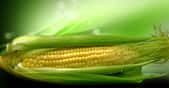 Un tour d'horizon sur les OGM.&nbsp;© Abdecoral - Domaine public&nbsp;