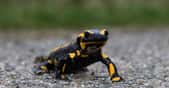 Salamandre tachetée un symbole d'immortalité.&nbsp;© Rouffet JF -&nbsp;CC BY-SA 3.0
