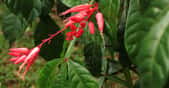 Ethnopharmacologie en Guyane : des plantes aux médicaments. Ici, Quassia amara, un petit arbre&nbsp;utilisé en médecine traditionnelle en Guyane.&nbsp;© Forestowlet,&nbsp;CC by-sa&nbsp;4.0