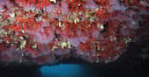 Corail rouge dans la grotte de Moyade, en Méditerranée. © J.-G. Harmelin, tous droits réservés, reproduction et utilisation interdites
