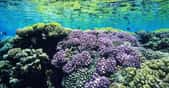 Fakarava&nbsp;Réserve de la biosphère. Vue sur le platier corallien, qui affleure presque en surface.&nbsp;© Photographe Alexis Rosenfeld -&nbsp;Tous droits réservés