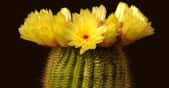 Fleur de cactus Notocactus Minimus. © Domaine public