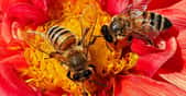 La pollinisation est un service écologique gratuit, profitons-en ! Ici, des abeilles. © Daniyal62, CC by-nc 2.0