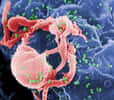 Les particules du VIH (en vert) s'attaquent aux lymphocytes T4, des cellules fondamentales du système immunitaire. À terme, toutes les cellules immunitaires en pâtissent, le patient déclenche alors le Sida et devient sensible à toute infection. © C. Goldsmith, Wikipédia, DP