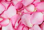 Les bienfaits de l’eau de rose sur la peau sont nombreux. Le mélange possède notamment des propriétés anti-inflammatoires, astringentes et tonifiantes. © pinkomelet, fotolia